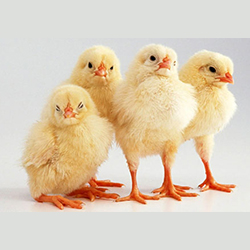 SB chicks